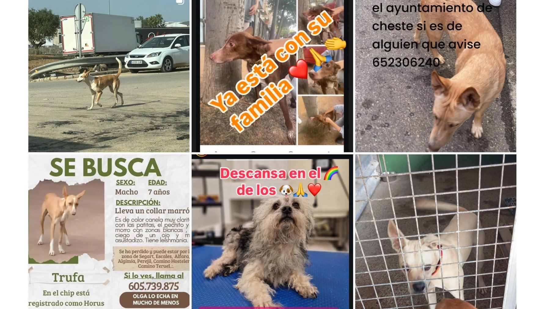 Cientos de fotos de animales de compañía afectados por la DANA están publicándose en la web y en la cuenta de Instagram