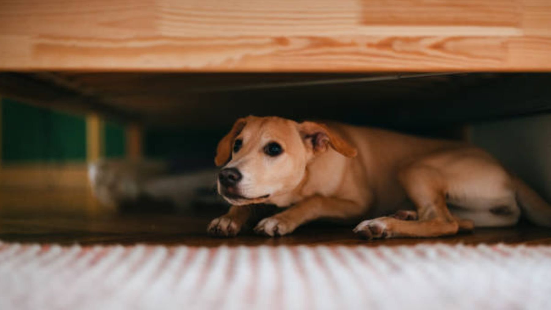 Un perro se mete debajo de la cama porque está asustado. Foto: iStock