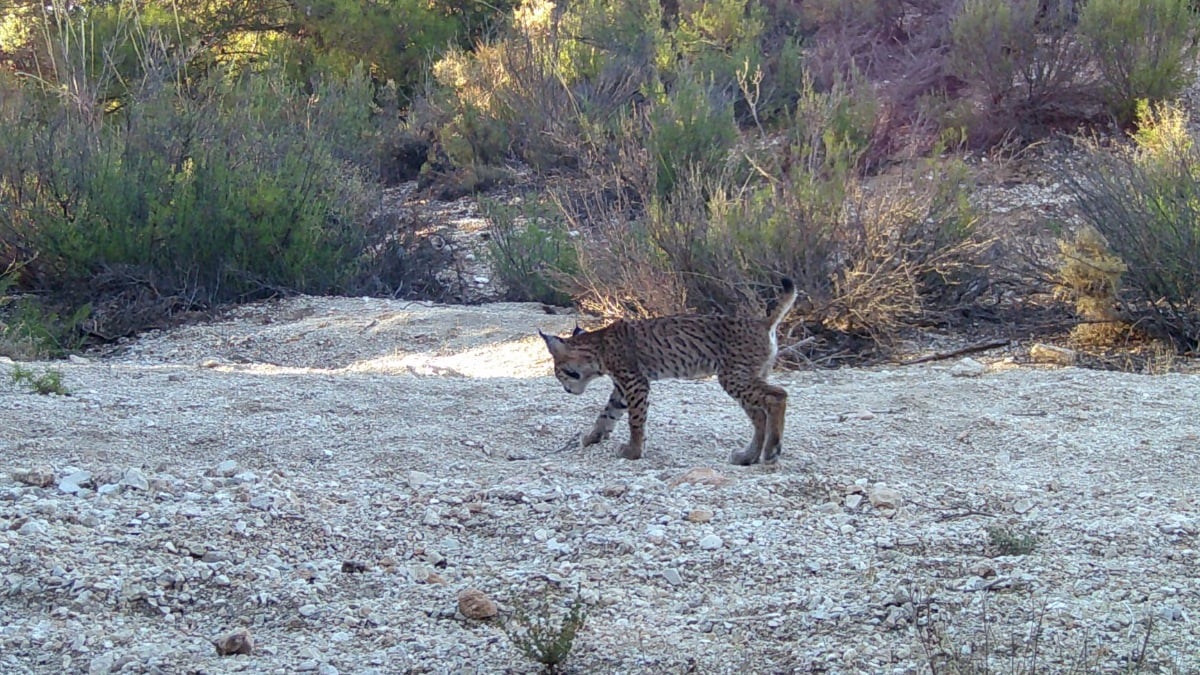 Cachorros lince