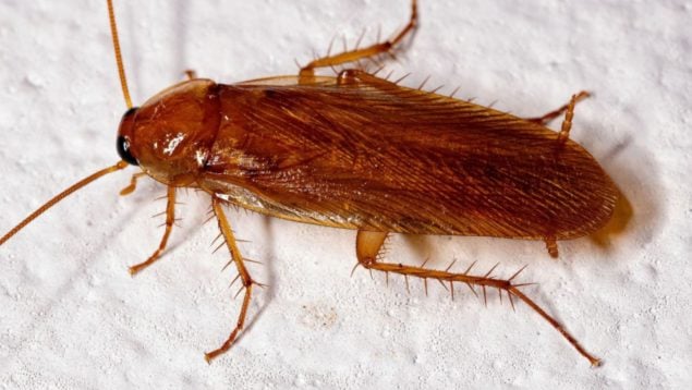 Cucaracha