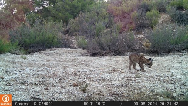 Foto lince Sierra Arana