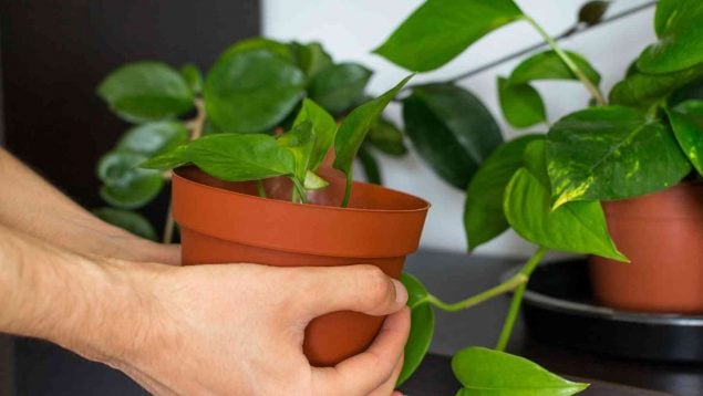 Planta en el salón