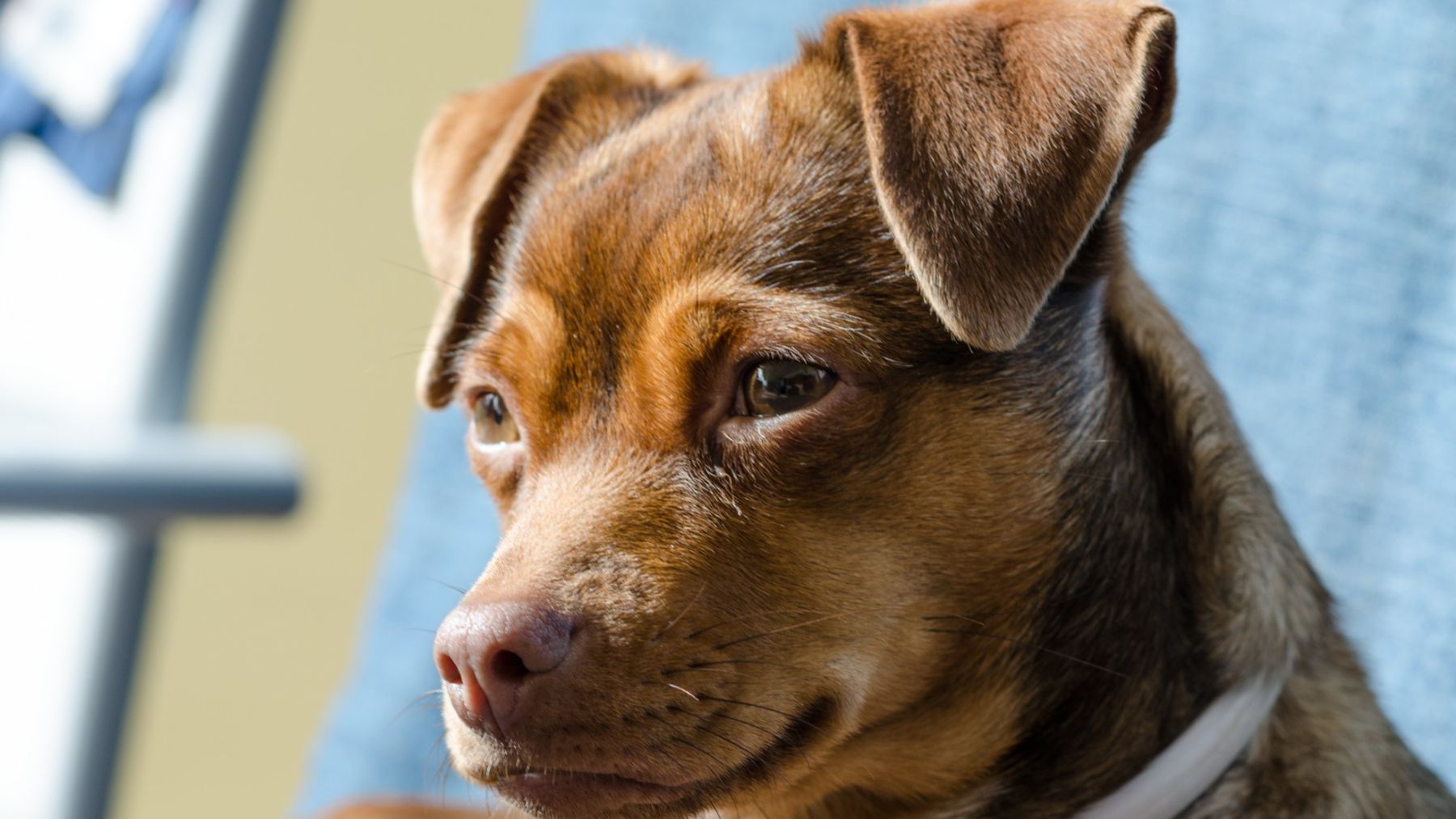 Un perro escuchando atentamente. Foto: Freepik