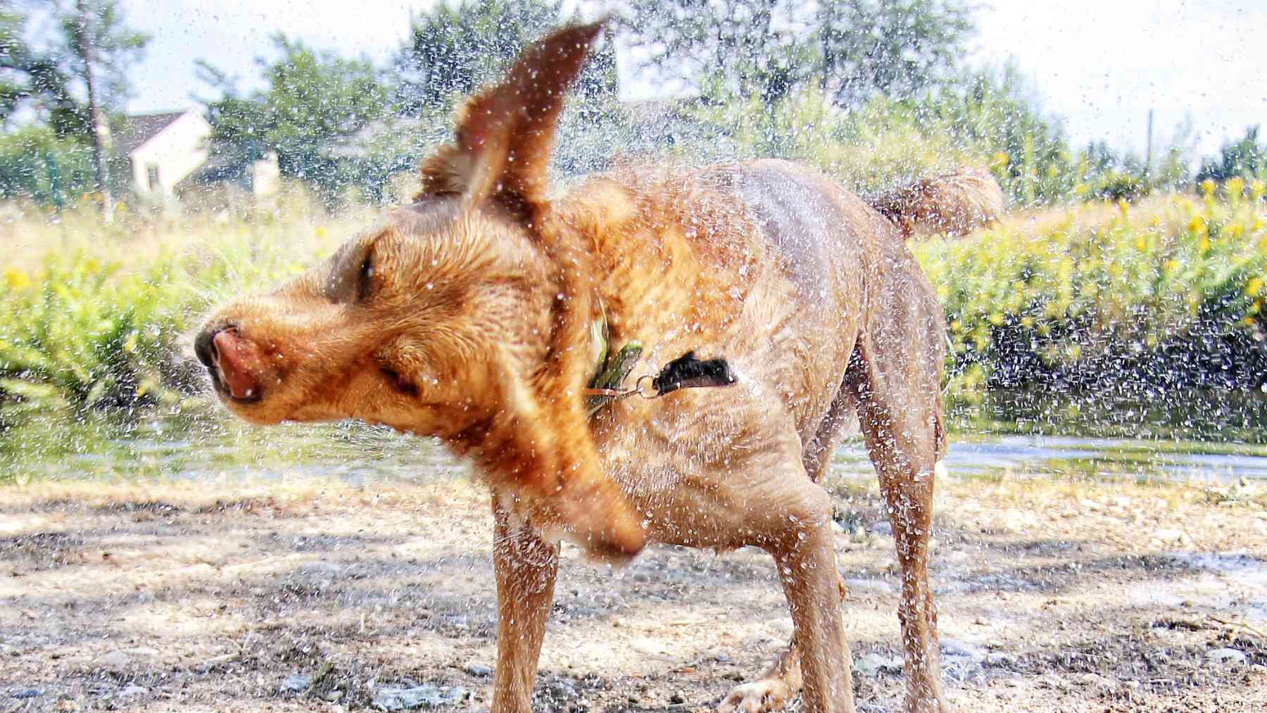 Los perros se sacuden cuando están mojados