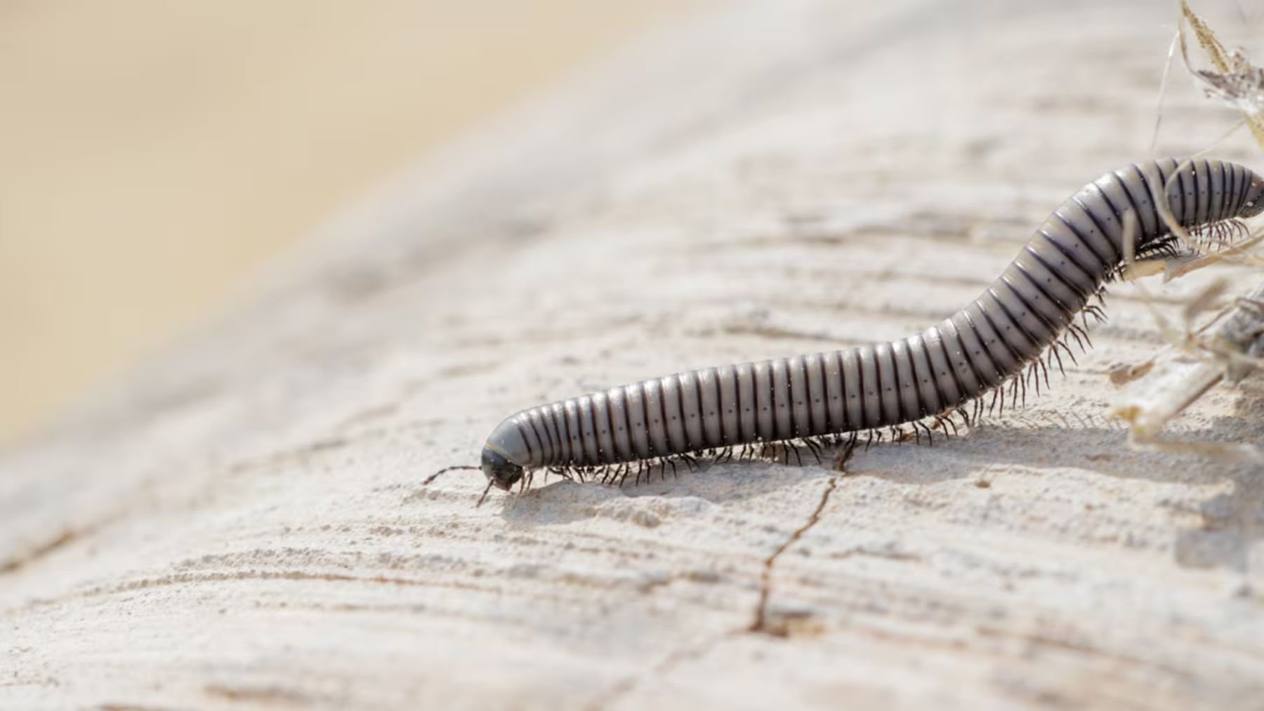 Ciempiés. Foto: AdobeStock