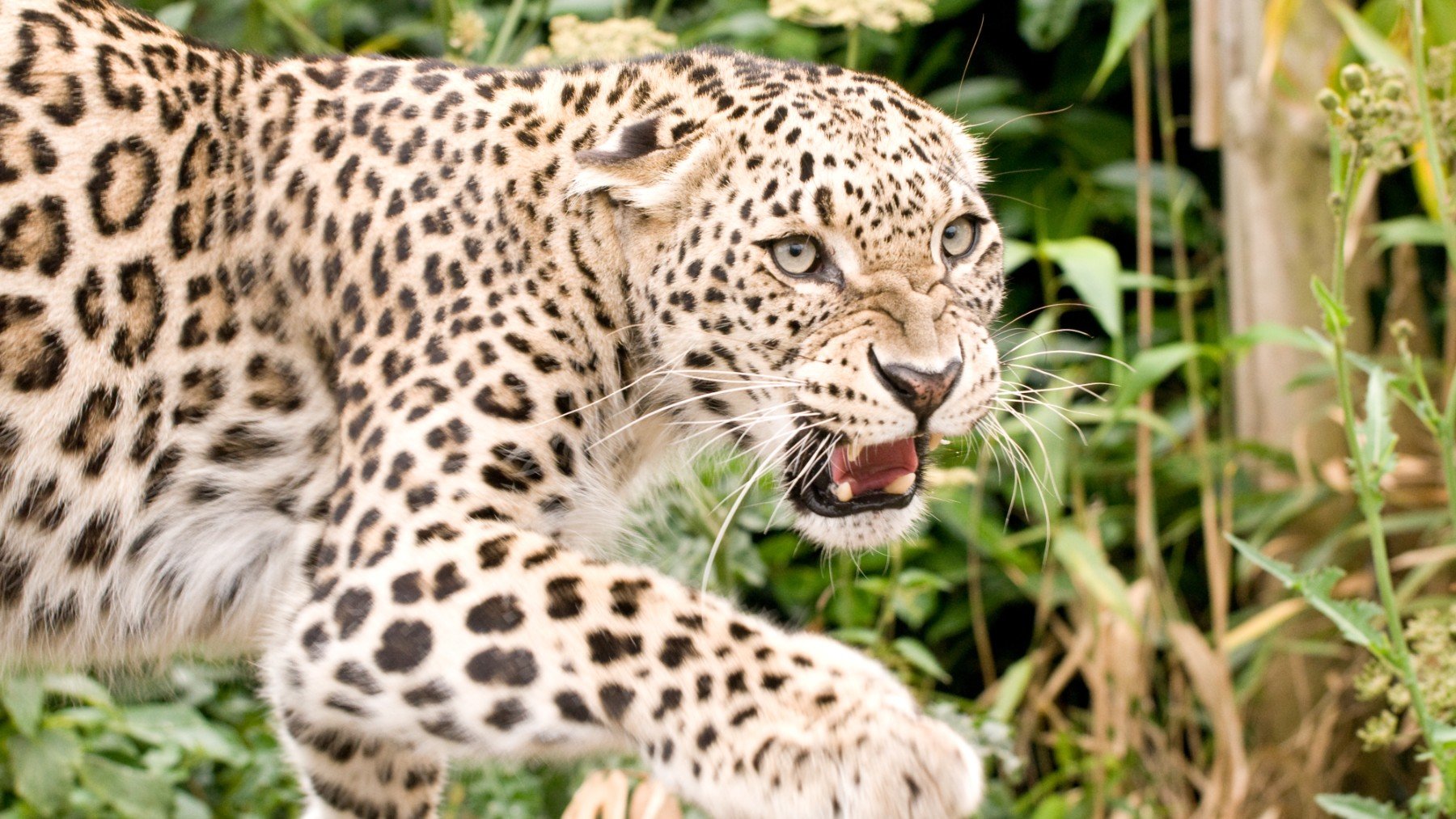 Leopardo persa (Panthera pardus ssp. Tulliana)