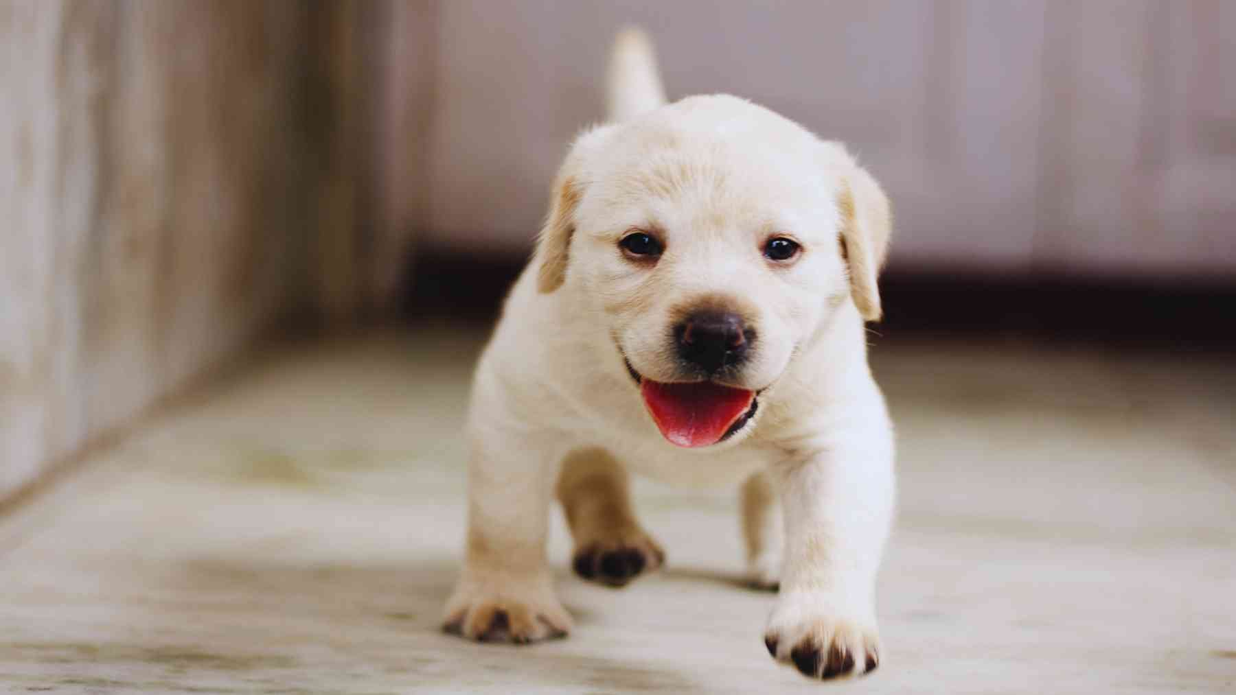 Labrador Retriever.