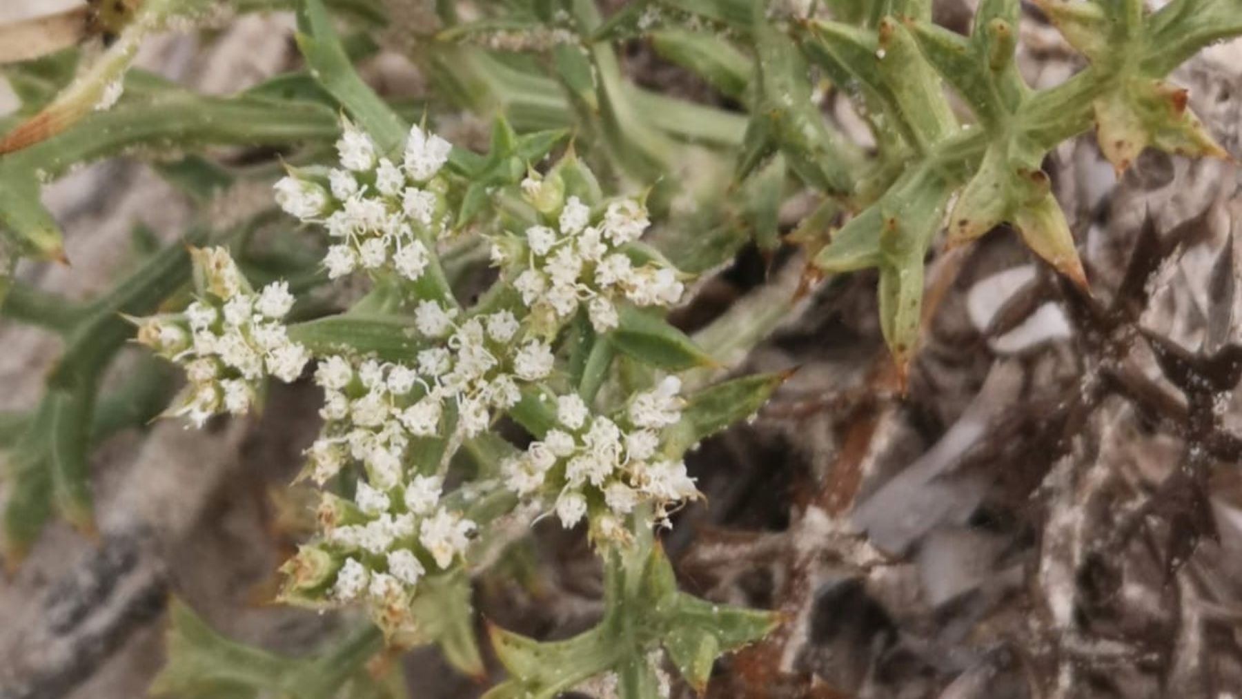 Ejemplar de ‘Echinophora spinosa’, una planta en peligro de extinción.