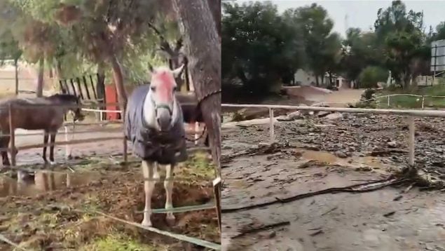 Rescatan 41 caballos y 39 perros atrapados en una hípica tras desbordarse un arroyo de Málaga