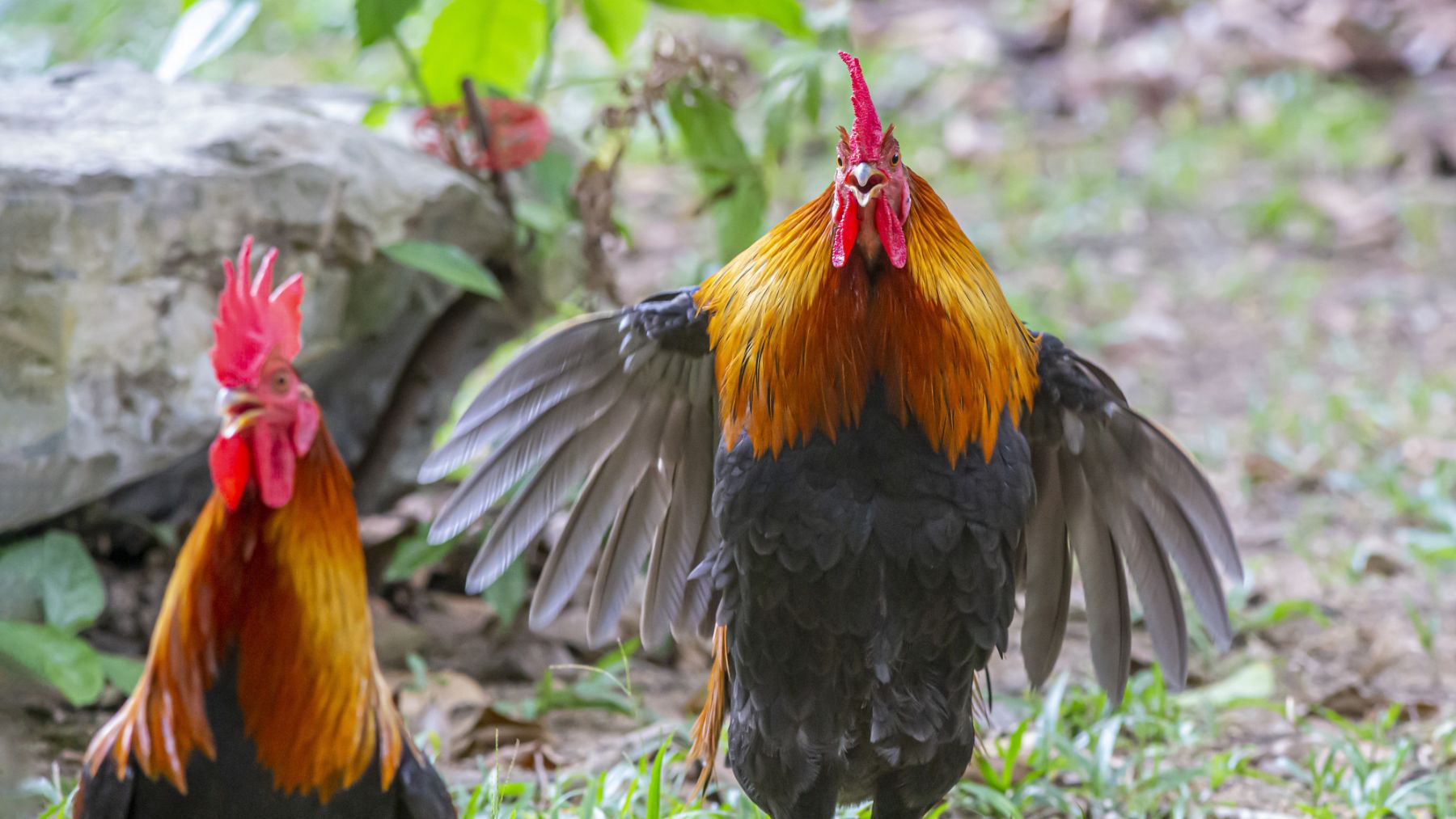 Gallos. Foto: Freepik