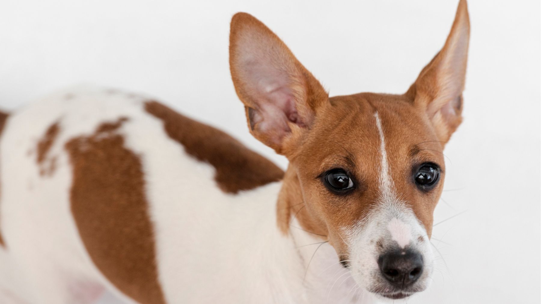 Un perro con las orejas tiesas. Foto: Freepik