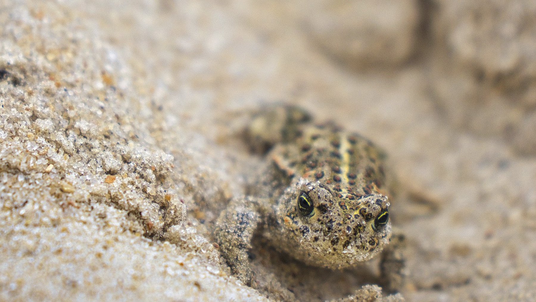 Sapo en el medio del desierto. Foto: Pixabay.