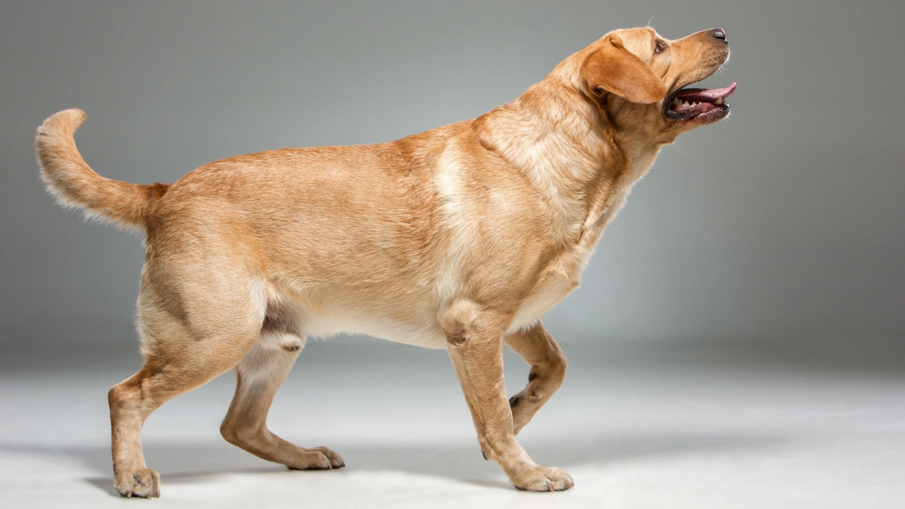 Un perro agitando su cola. Foto: Freepik