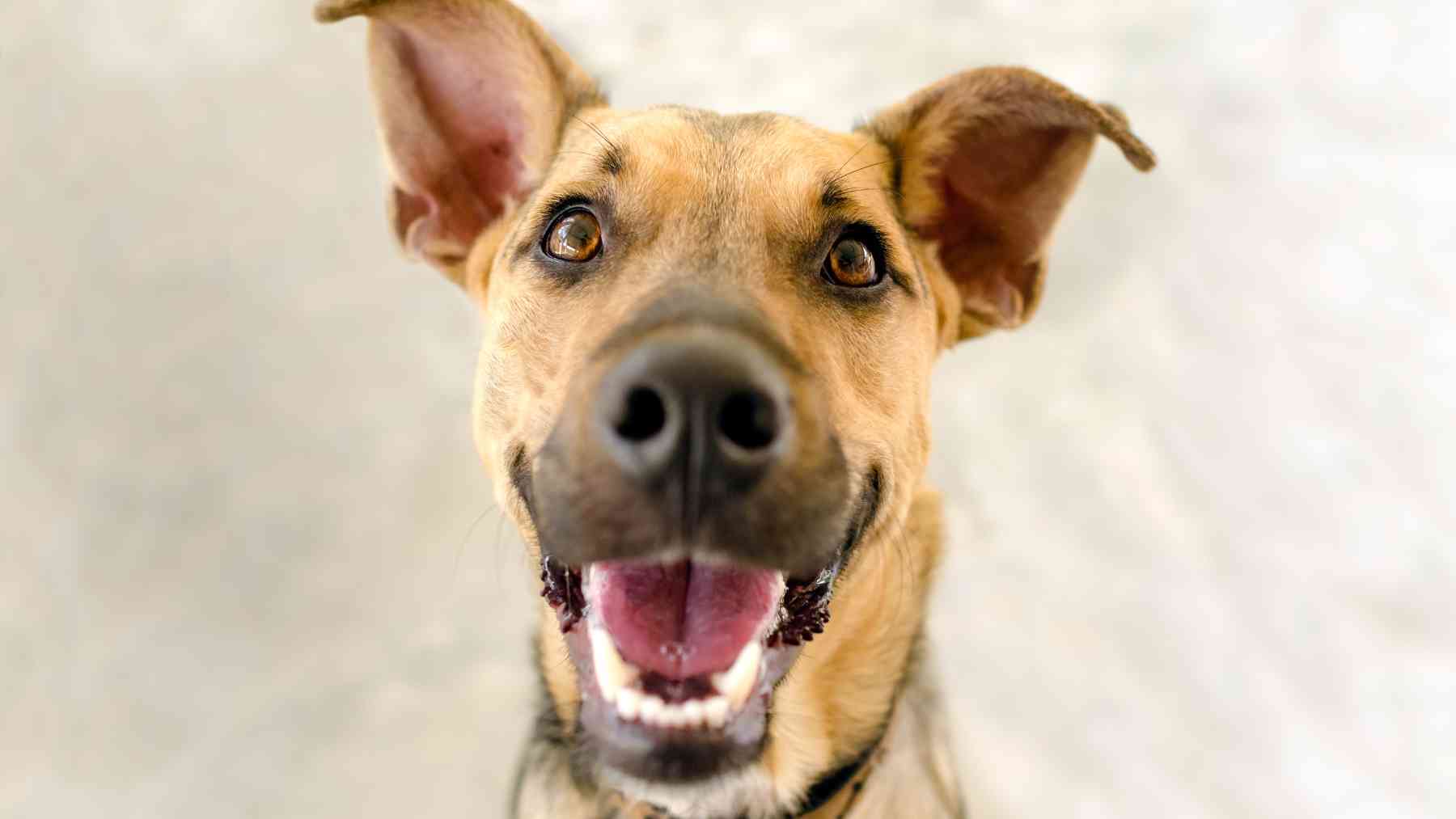 Un perro con expresión feliz.