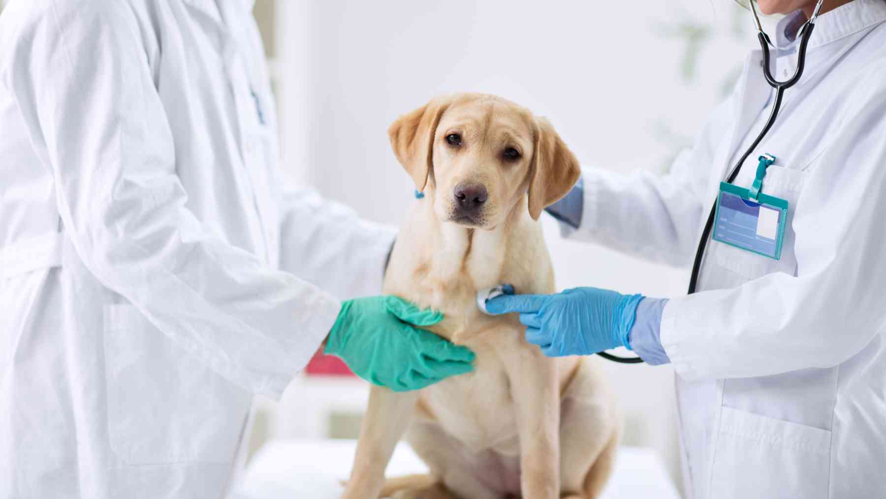 Perro en el veterinario.