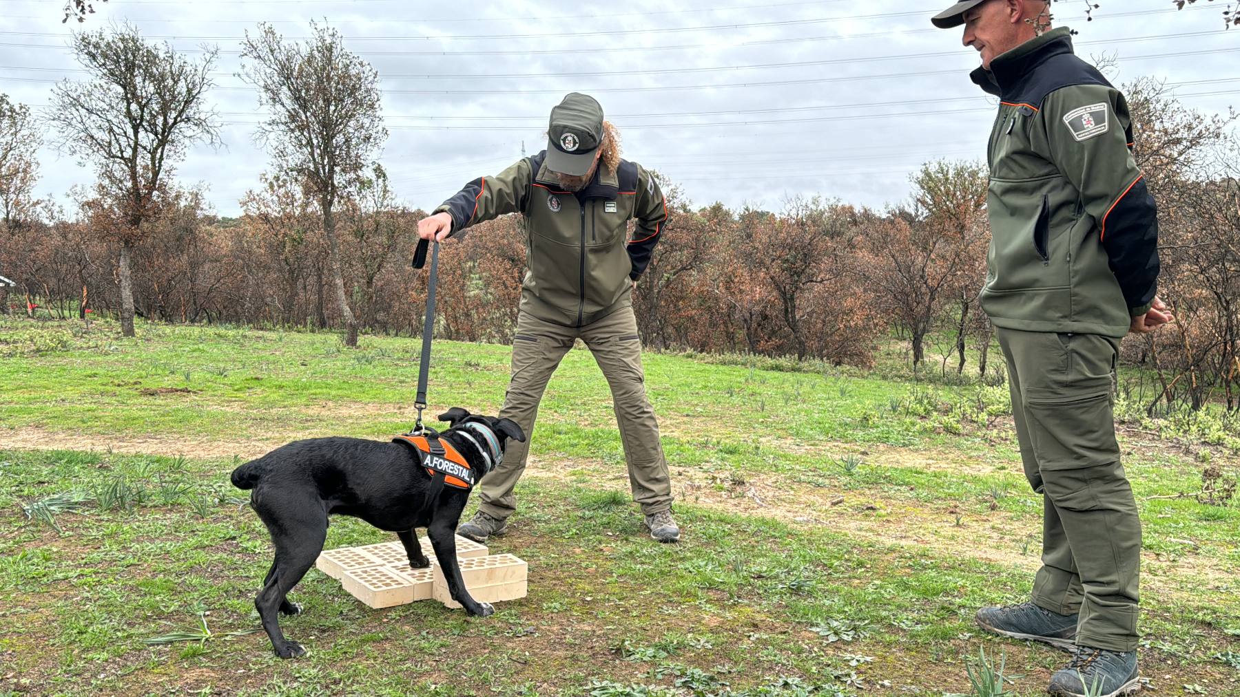 perros incendios