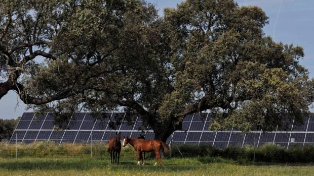 Planta solar Talayuela II de Statkraft, en Cáceres_caballos