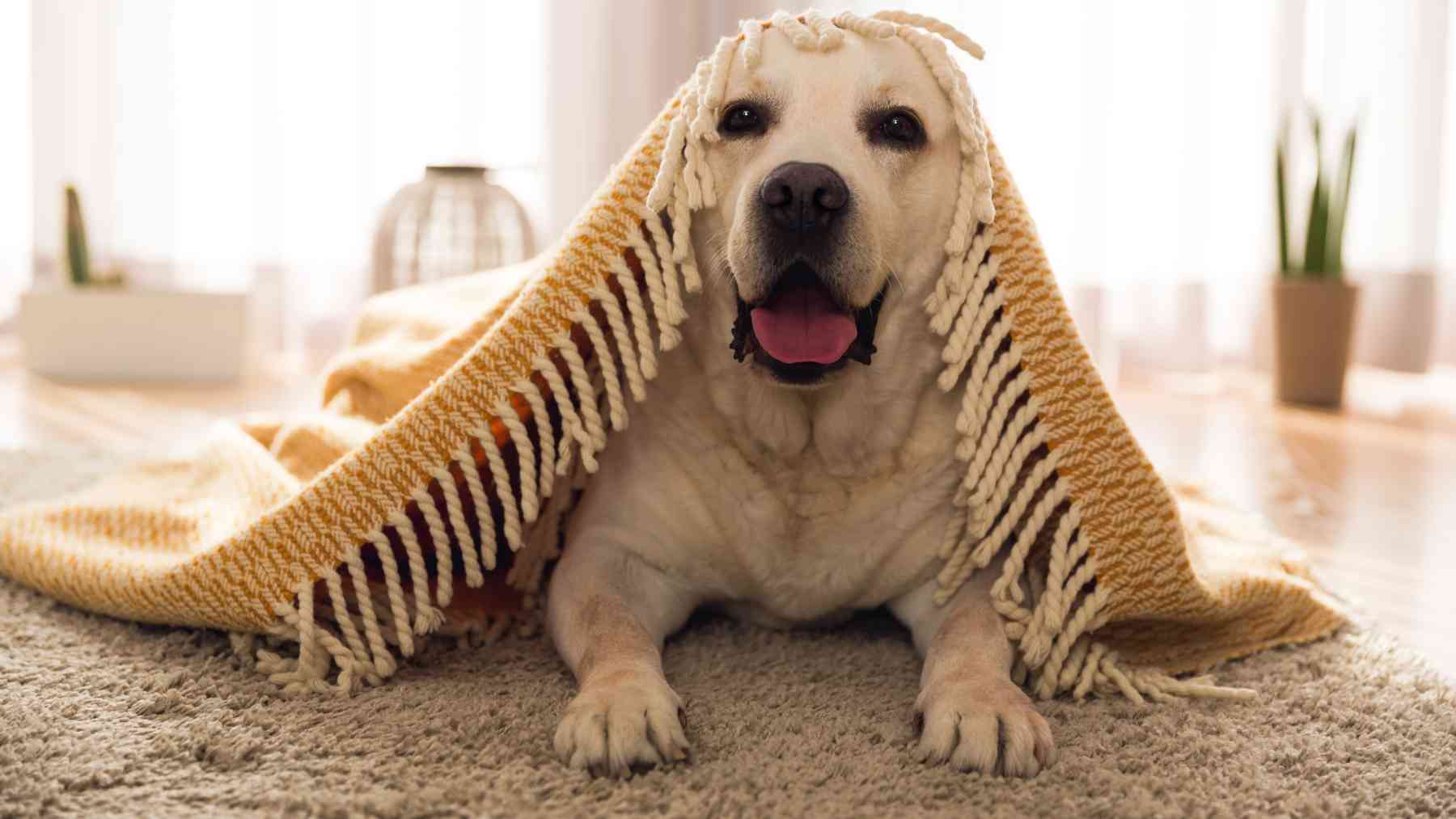 Un perro tumbado sobre la alfombra.