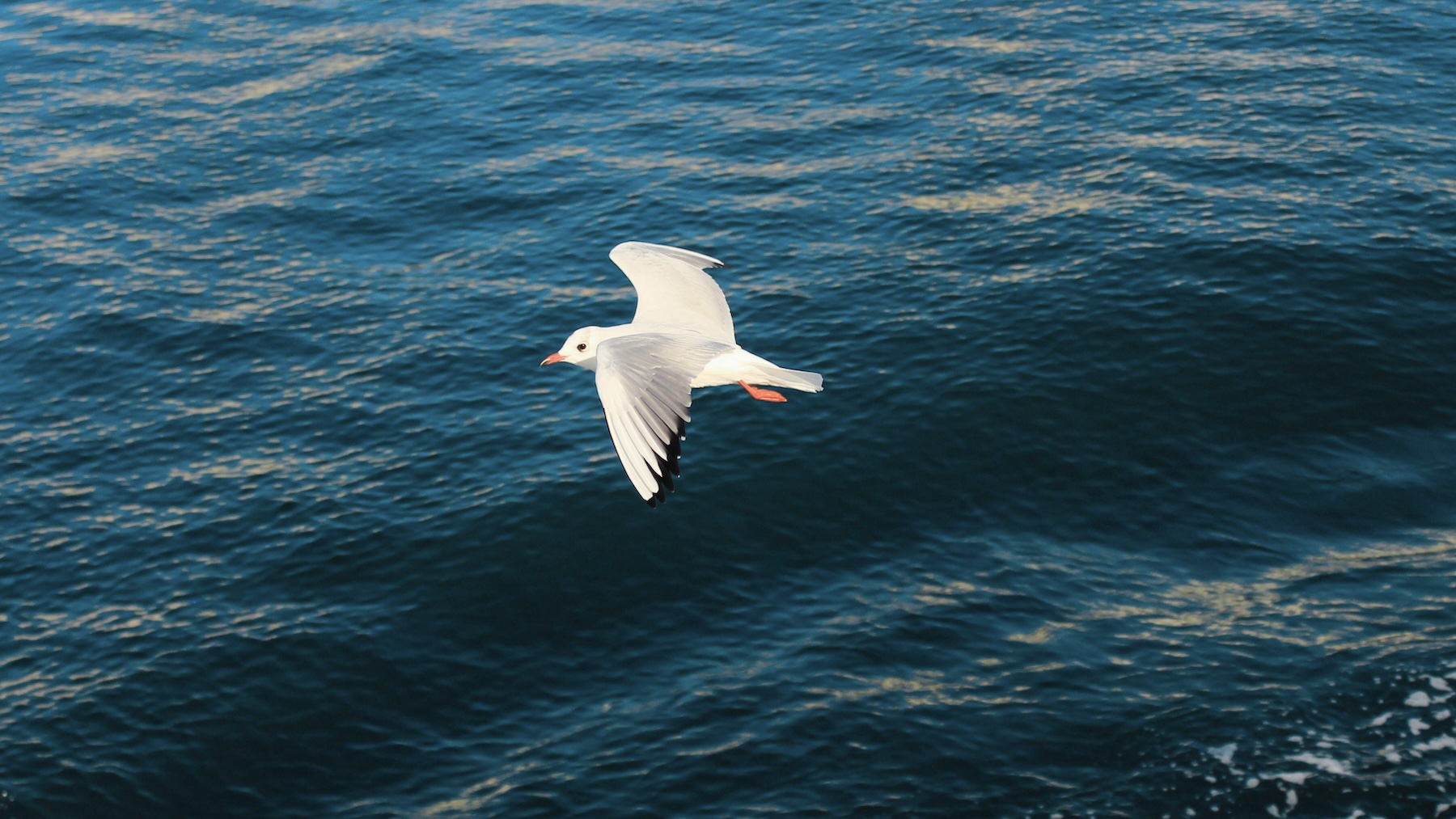 Océano. Foto: Pexels.