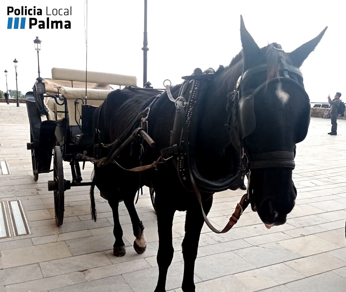 Caballo desnutrido inmovilizado de una galera en la zona de Dalt Murada.