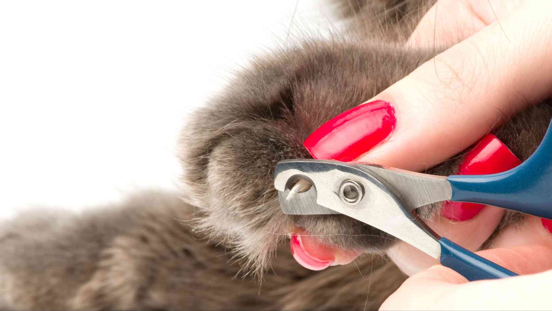 Cortándole las uñas al gato.