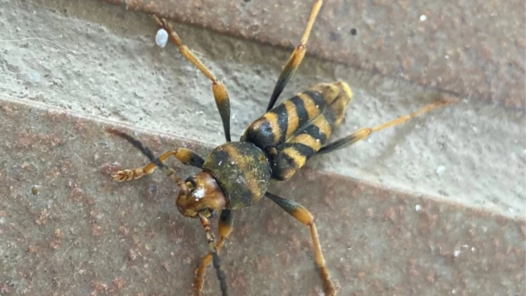 Escarabajo ‘Xylotrechus chinensis’. Foto: Ayuntamiento Palau