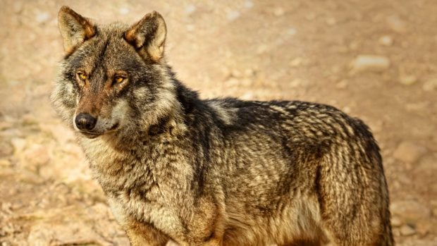 lobo ibérico Castilla León