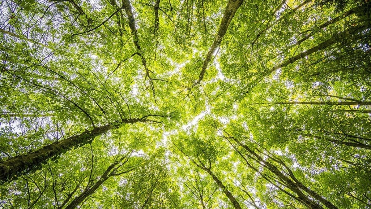 Andalucía Bosque