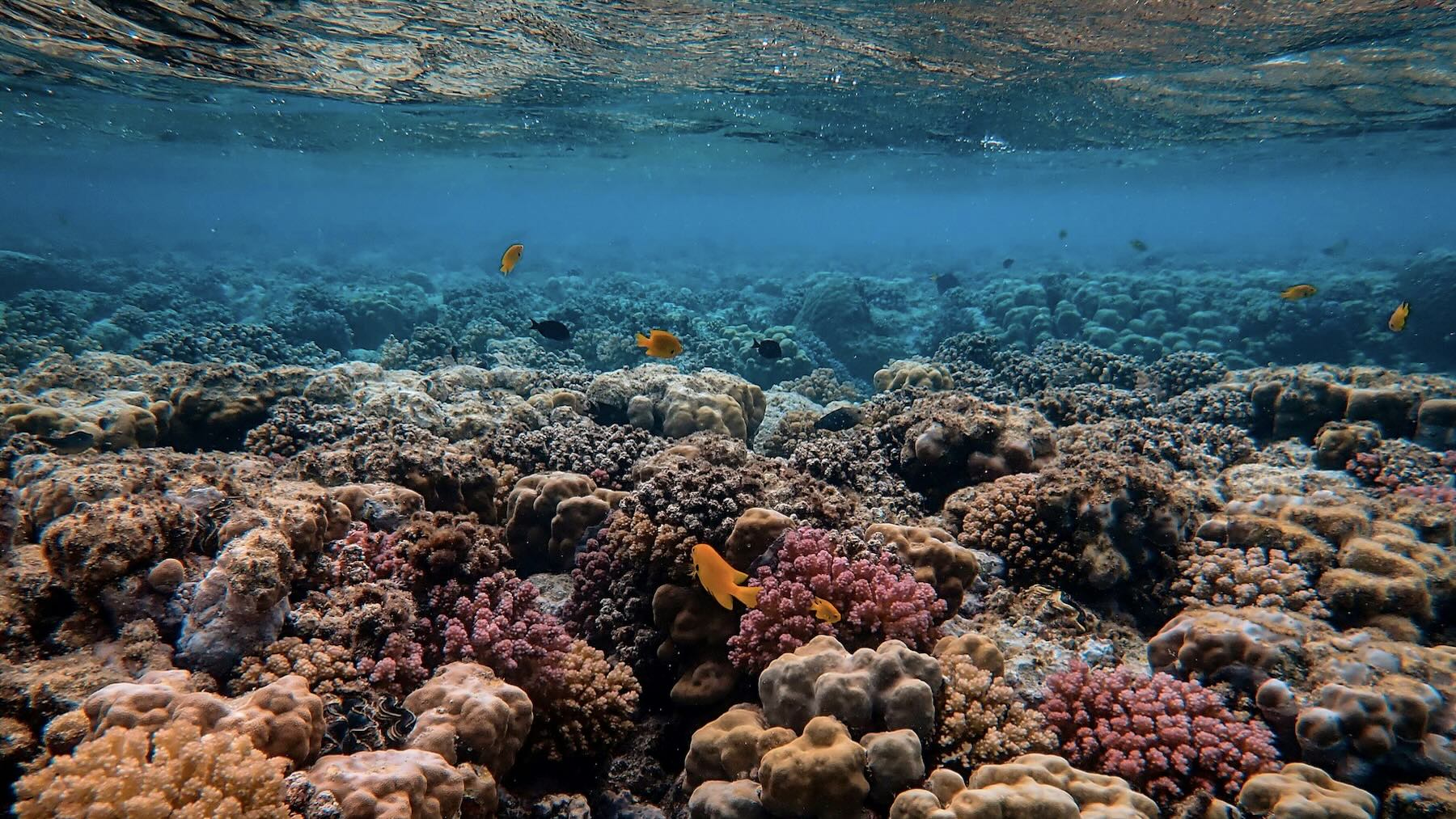 Arrecife de coral. Foto: Pexels.