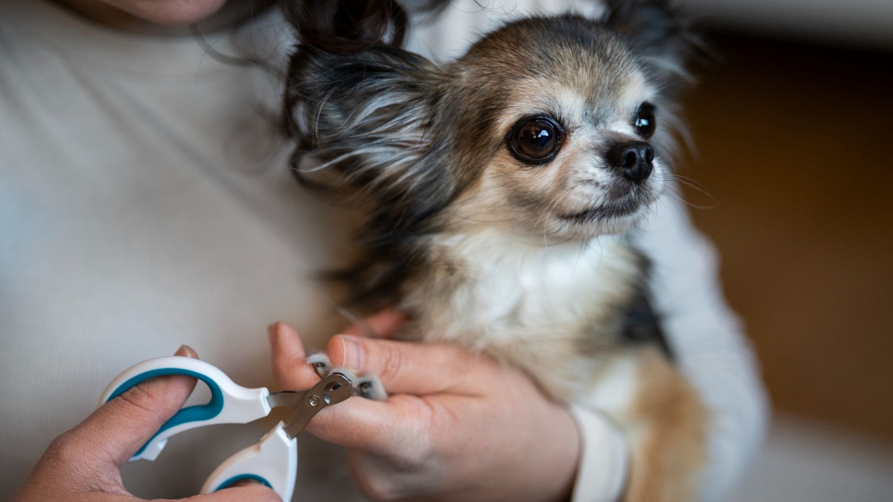 Una mujer cortándole las uñas a su perro. Foto: Freepik