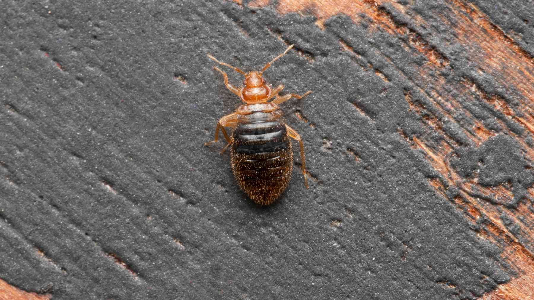 Aviso urgente de un experto por el insecto que puede aparecer en tu vivienda: «Aléjate, cambia de casa…»