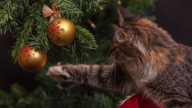 Gato, árbol de Navidad, mascota, felino, animales