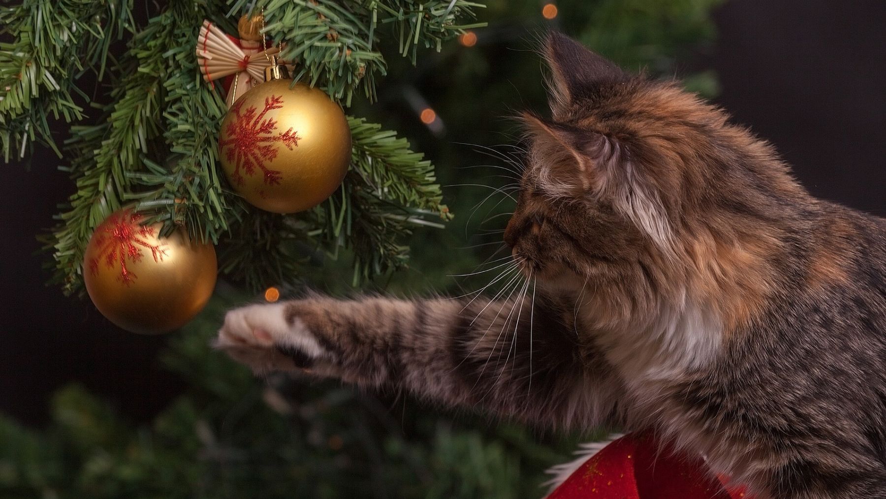 Un gato jugando con el árbol de Navidad. Foto: Pixabay