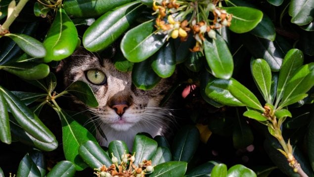 Gatos, plantas, curiosidades, animales, mascotas, felinos