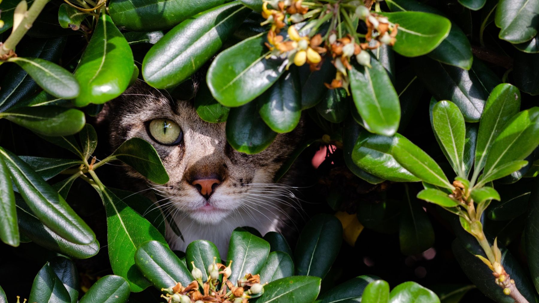 Un gato entre plantas. Foto: Freepik