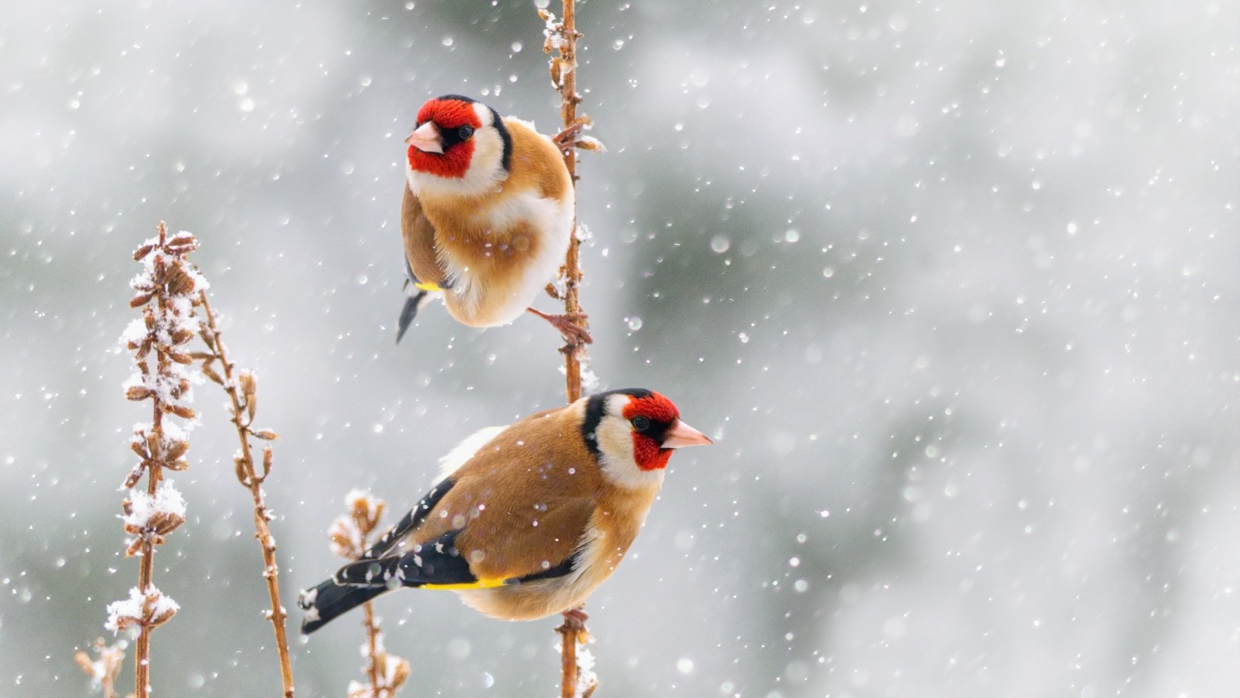 Aves invierno