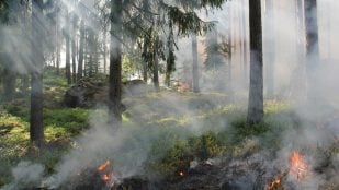 Incendio forestal