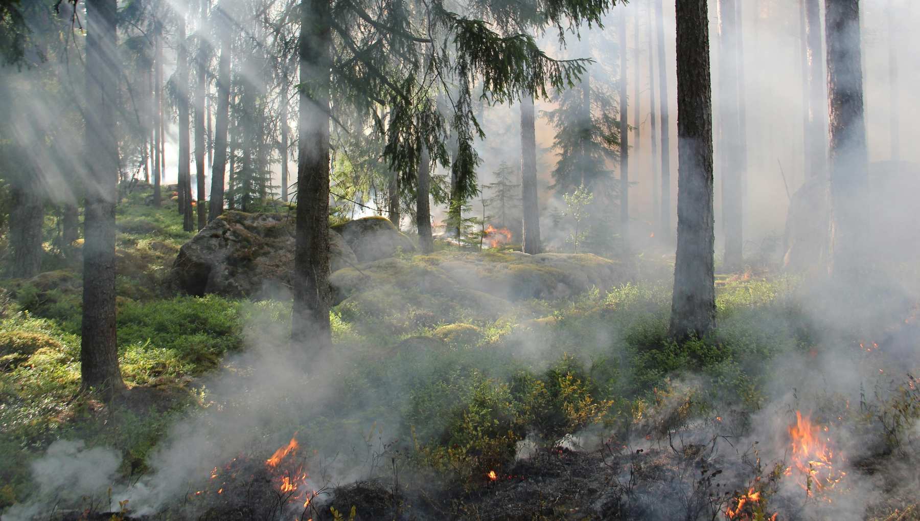 Incendios forestales en España.