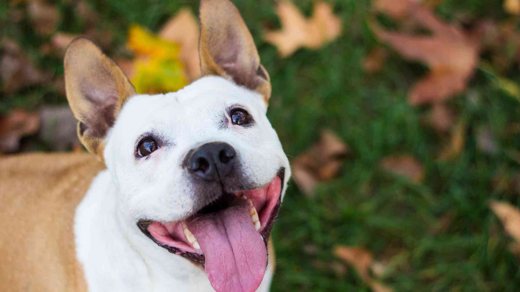 Un perro en el parque.