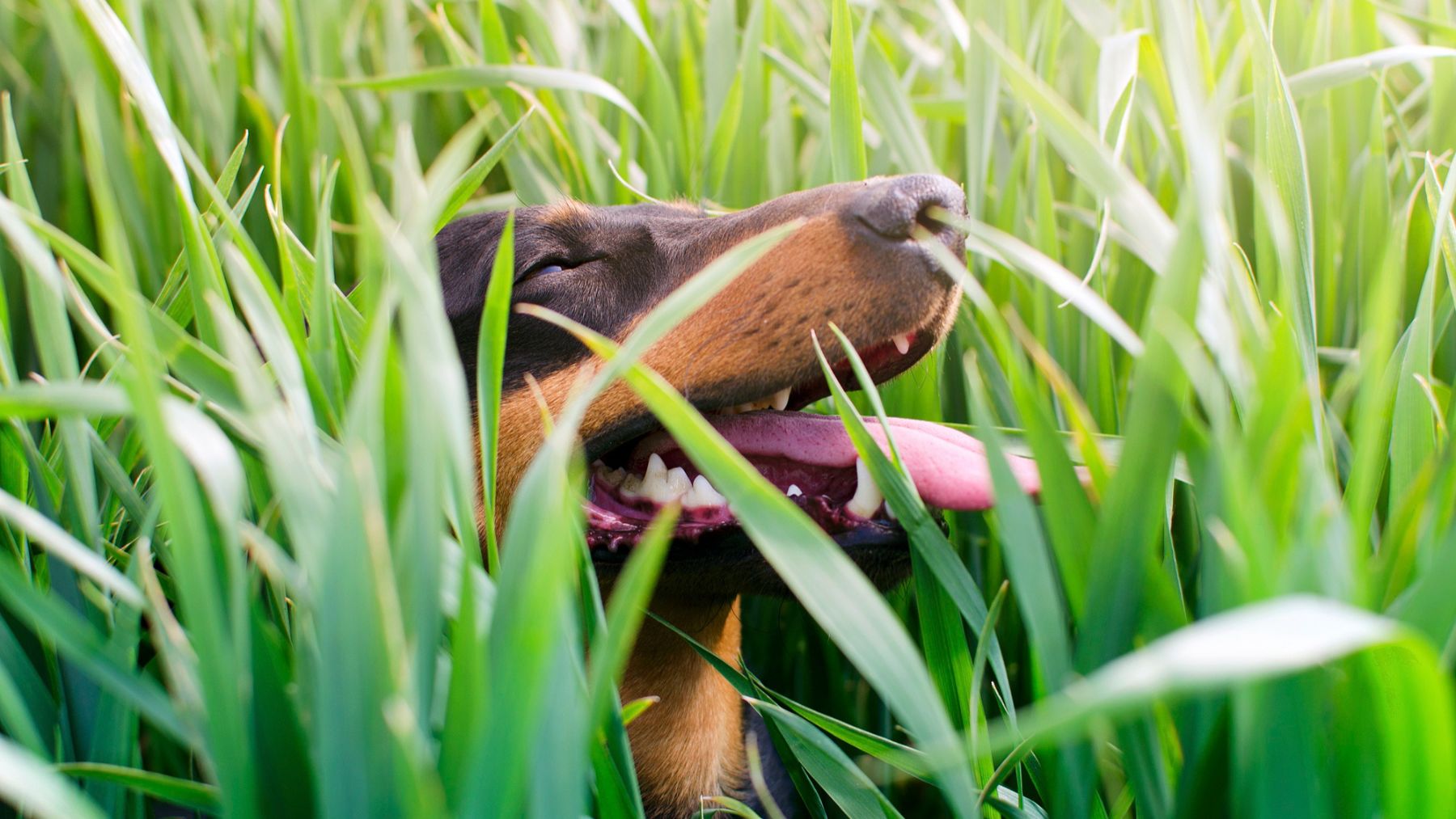 Un perro entre plantas. Foto: Freepik