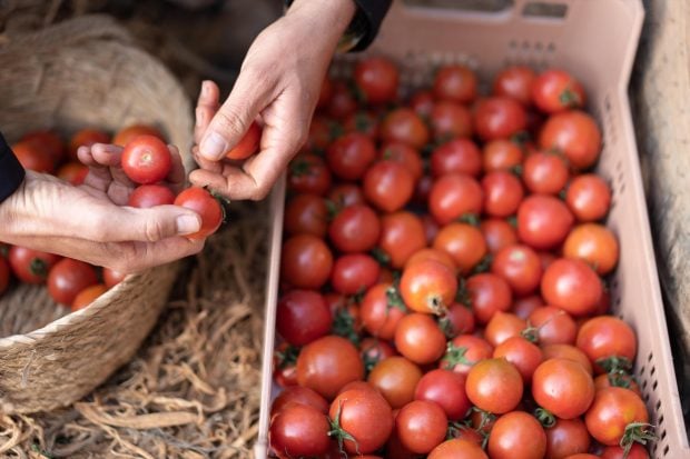 Tomates