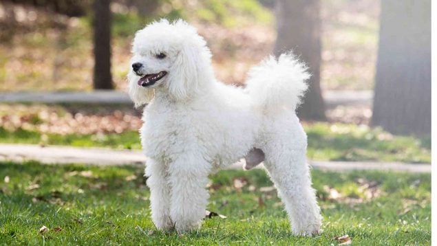 Razas de perro que menos pelo sueltan