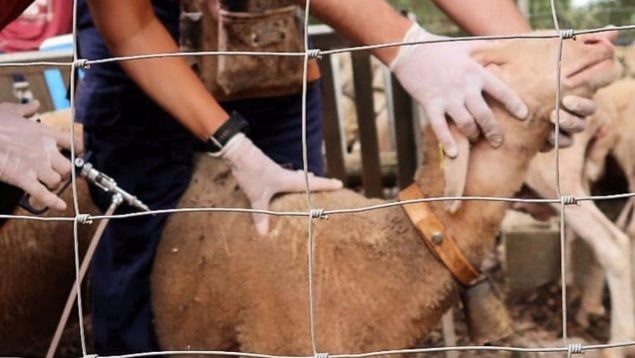 vacunación lengua azul Baleares censo ovino