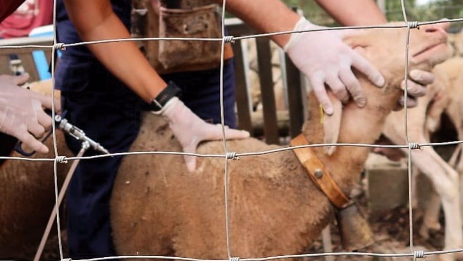 Campaña de vacunación del ganado ovino contra la lengua azul en Baleares.