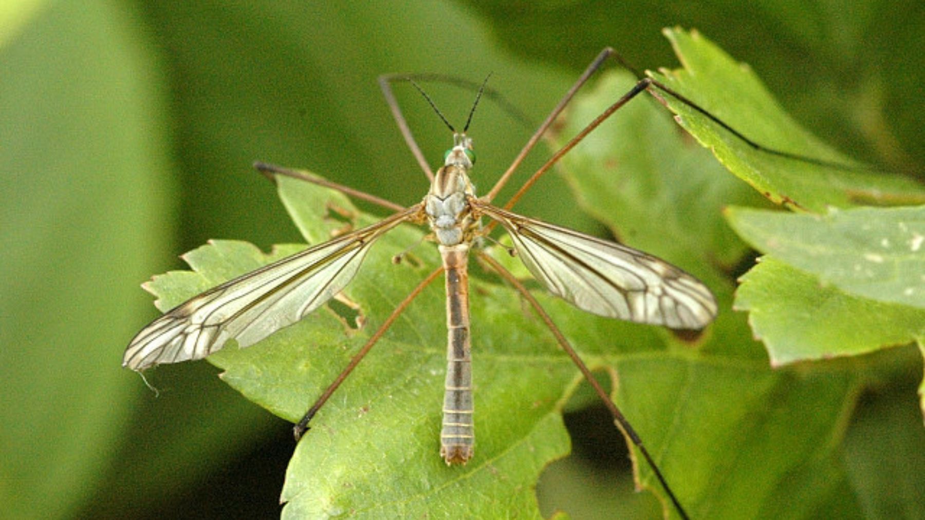 Típula. Foto: Wikipedia