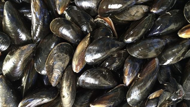 Mejillones, cocina, lidl