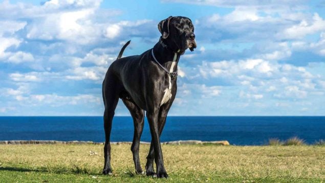 Razas de perro que menos años viven