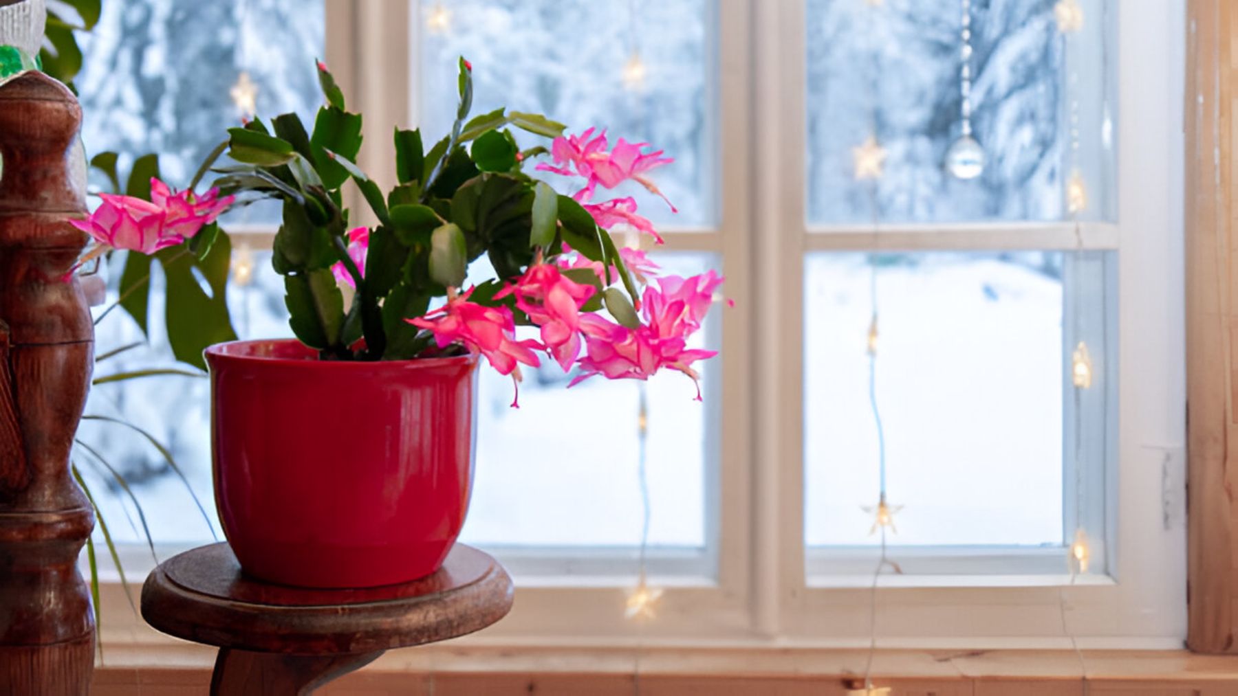 Cactus de Navidad.