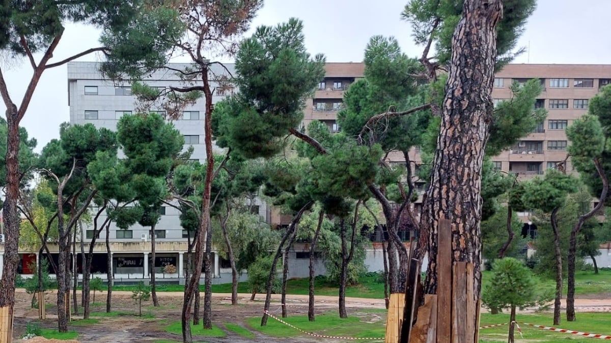 Árboles en la zona de Pinar del Rey en Madrid