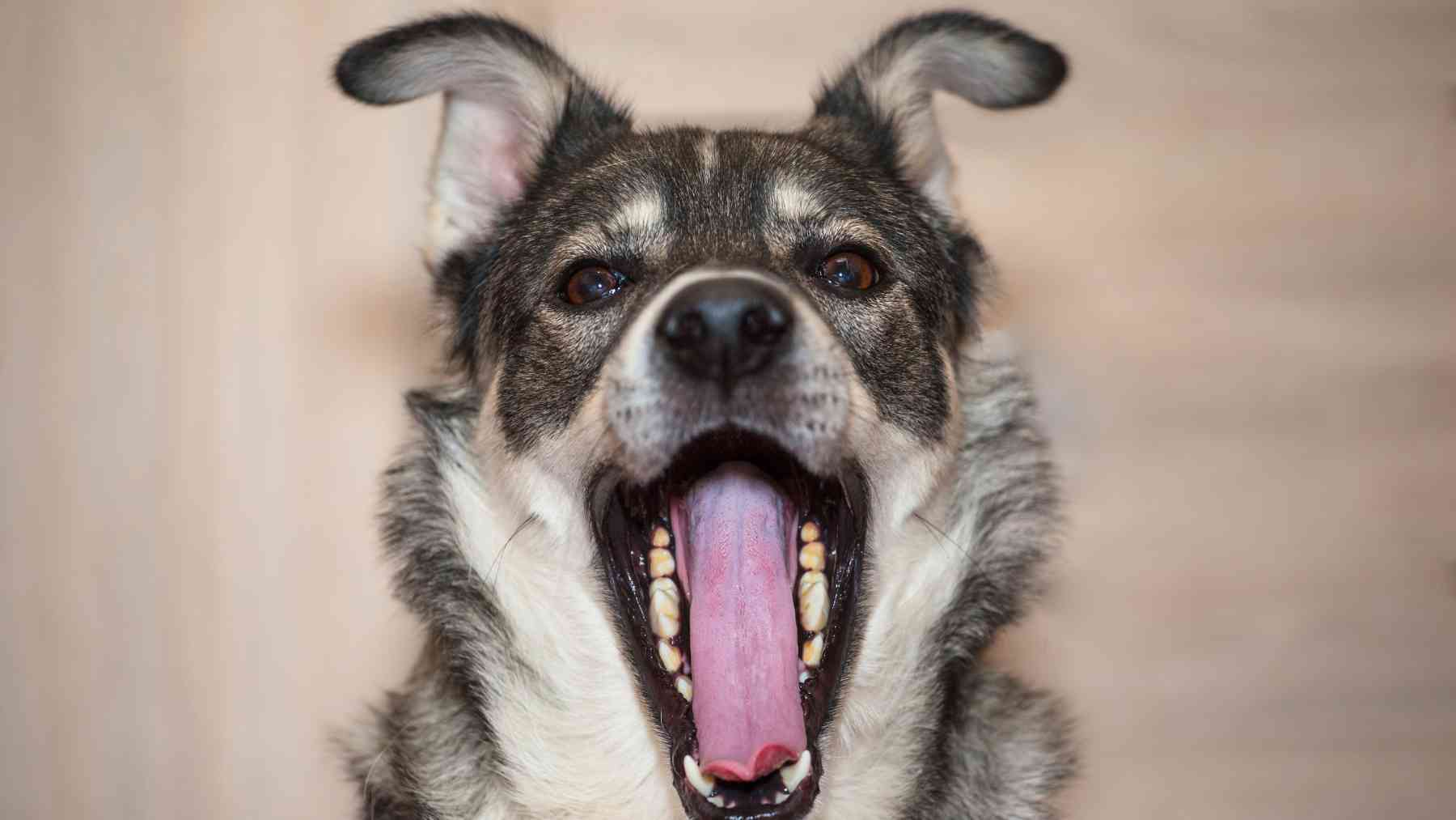 Perro con la boca abierta.